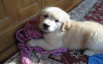 Cannelle - Golden Retriever (8 mois)