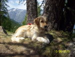 Beuteulle - Golden Retriever (4 ans)