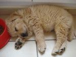 Kid (kidou) - Golden Retriever Mâle (11 mois)