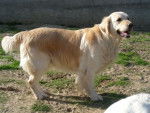 apie - Golden Retriever (4 ans)