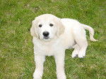 golden retriever bexy - Golden Retriever