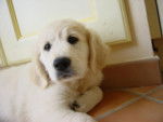 golden retriever bexy - Golden Retriever