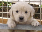 golden retriever - Golden Retriever