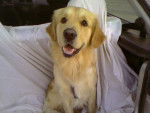 luky golden retriever - Golden Retriever