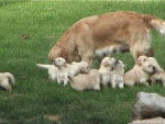 golden retriever/bébé de luky et théa - Golden Retriever