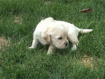 golden retriever/bébé de luky et théa - Golden Retriever