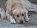 golden retriever - Golden Retriever
