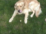 golden retriever - Golden Retriever