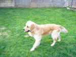 golden retriever/luky et théa - Golden Retriever