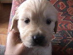 golden retriever/bébé de luky et théa - Golden Retriever