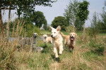 Ousef , B-Dow , Boudha , Rosabelle - Golden Retriever