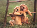 golden retriever - Golden Retriever