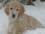 golden retriever - Golden Retriever