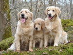 golden retriever - Golden Retriever