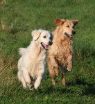 Rosabelle et Ousef - Golden Retriever