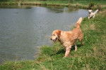 Rosabelle et les autres - Golden Retriever (10 ans)