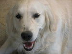 Ousef - Golden Retriever Mâle (4 ans)