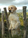 golden retriever - Golden Retriever