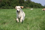 B-Dow - Golden Retriever Mâle (8 mois)