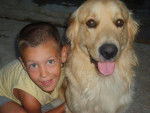 golden retriever/luky et théa - Golden Retriever