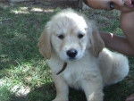 golden retriever/bébé de luky et théa - Golden Retriever