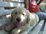golden retriever/bébé de luky et théa - Golden Retriever