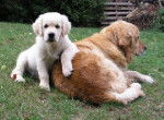 golden retriever - Golden Retriever