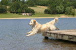 golden retriever - Golden Retriever