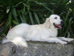 Golden retriever Rimelle - Golden Retriever