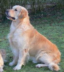 lilas - Golden Retriever (2 ans)