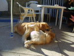 golden retriever/luky et théa - Golden Retriever