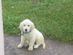 golden retriever booba - Golden Retriever