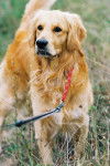 Golden Retriever ULYSSE - Golden Retriever