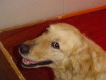 GOLDEN RETRIEVER VIKKI - Golden Retriever
