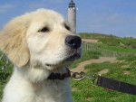 GOLDEN RETRIEVER VIKKI - Golden Retriever