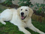 GOLDEN RETRIEVER VIKKI - Golden Retriever