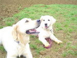 GOLDEN RETRIEVER VIKKI - Golden Retriever