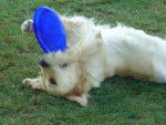 GOLDEN RETRIEVER VIKKI - Golden Retriever