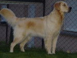 GOLDEN RETRIEVER VIKKI - Golden Retriever