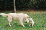 Golden retriever / Victory et Bounty - Golden Retriever