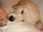 Ben - Golden Retriever (3 mois) - Golden Retriever