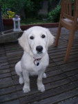 Golden Retriever Chiara - Golden Retriever
