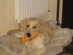 GOLDEN RETRIEVER VIKKI - Golden Retriever