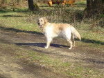 GOLDEN RETRIEVER VIKKI - Golden Retriever
