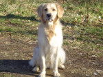 GOLDEN RETRIEVER VIKKI - Golden Retriever