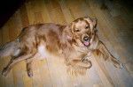Valence, Golden Retriever - Golden Retriever