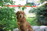 Valence, Golden Retriever - Golden Retriever