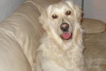 golden retriever SCOOBY - Golden Retriever