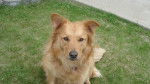 Sibelle - Golden Retriever (2 ans)