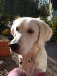 golden retriever Chiara - Golden Retriever